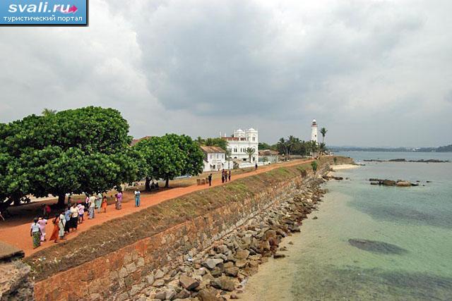    (Galle), -.