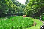   (Meiji Shrine), , .