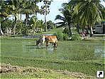   (Kampot), .