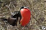   (Galapagos islands), .