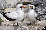   (Espanola),   (Galapagos islands), .