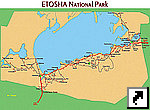     (Etosha park, )  ,  (.)