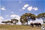    (Tarangire), .