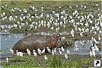   (Ngorongoro), .