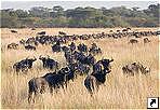    (Serengeti), .