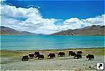   (Yamdrok tso lake),  4488 , .