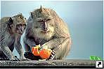    (Monkey forest),  (Ubud),   (Bali), .