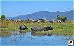 ,   (Inle Lake),   (Shan state),  ().