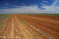 Sturt National Park, NSW, 