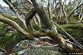    Snow Gums, Snowy Mountains, NSW, 