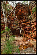 Alligator Gorge, Mt Remarkable National Park, South Australia, Australia (4) (480x720 314Kb)