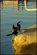 Bird at The Old Swan Brewery, Perth, WA, Australia