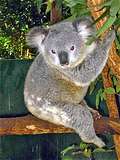 Koala Park. .