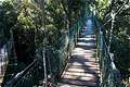 Tree Top Walk, Lamington National Park, QLD, .