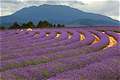 Lavender Farm,  (640x426 114Kb)