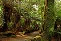 Rainforest  Mount Field National Park, 